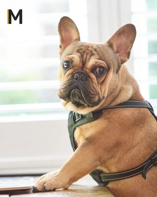 Meet our most popular team member: Frank Cramer.

Frank plays an important role as Head of Paw-sitivity at Molokini, bringing 4 years of in-depth experience and expertise in making grumbling noises, getting the zoomies, and receiving head scratches on demand. He also offers an unwavering commitment to being paw-some for team morale.

Happy International Dog Day! This is your sign to go give your furry friends an extra treat.