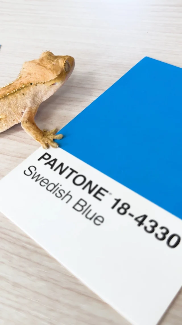 We consult Echo the Gecko on brand colours 🦎 (yes, he really did choose a Pantone card in the video.)

Choosing a brand colour is always subjective...you love one thing, your stakeholders love another.

But truth is, there’s rarely just one “right” colour.

It’s a blend of instinct and strategy and you should always consider:

- Colour psychology
- Your audience
- Your competition
- Accessibility standards (because if people can’t read it, it’s not working)

Sometimes even Echo isn’t sure…but today he confidently picked Swedish Blue. 💙

Brand genius? Maybe.
Scandi vibes guy? Definitely.